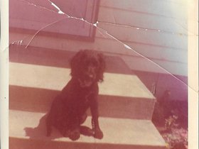 1968 July Daisy dog - 4 months old front steps.jpg
